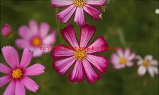 庭植え用コレオプシス種子混合色